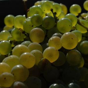 Jumellage Dobříš-Tonnerre, Burgundsko, Francie, září 2012