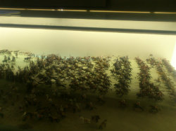 Náhled z galerie