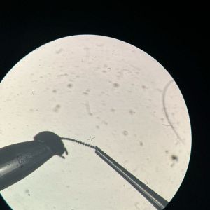 Exkurze do Ústavu organické chemie a biochemie Akademie věd