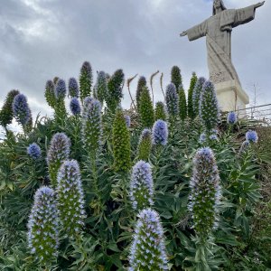 GYMKC navázalo spolupráci s portugalskou školou z ostrova Madeira