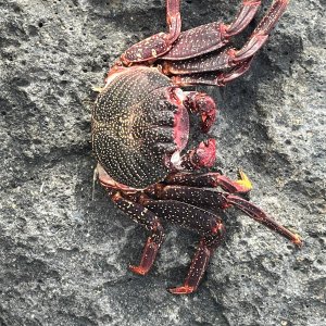 GYMKC navázalo spolupráci s portugalskou školou z ostrova Madeira
