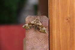 Podyjí - expedice mlok - druhy - fauna