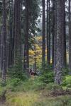 Mykologická expedice Kvilda - příroda