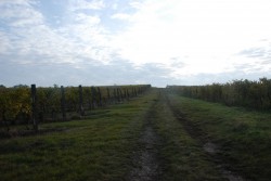 Vinný hrozen 2010