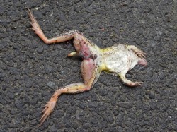 Expedice Podyjí (fauna)