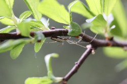 Čapkova Strž (fauna)